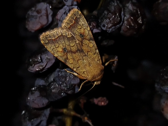 Sunira circellaris - okkersárga őszibagoly