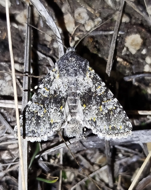 Polymixis xanthomista gyurovicslaszloi - Gyurovics László tarkabaglya