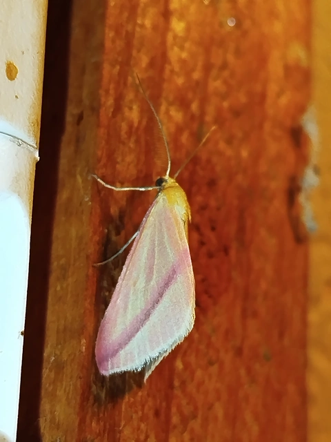 Rhodometra sacraria - rózsacsíkos araszoló
