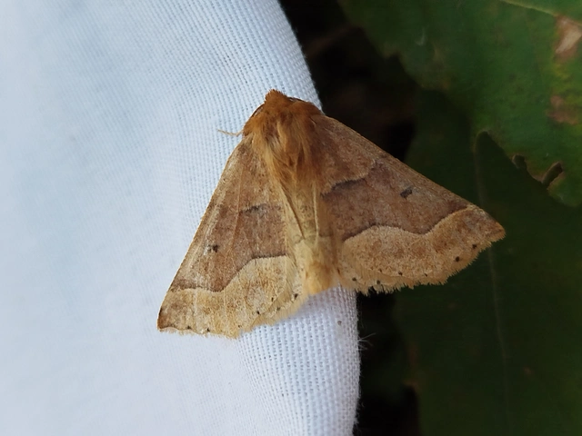 Crocallis tusciaria - barna sávosaraszoló