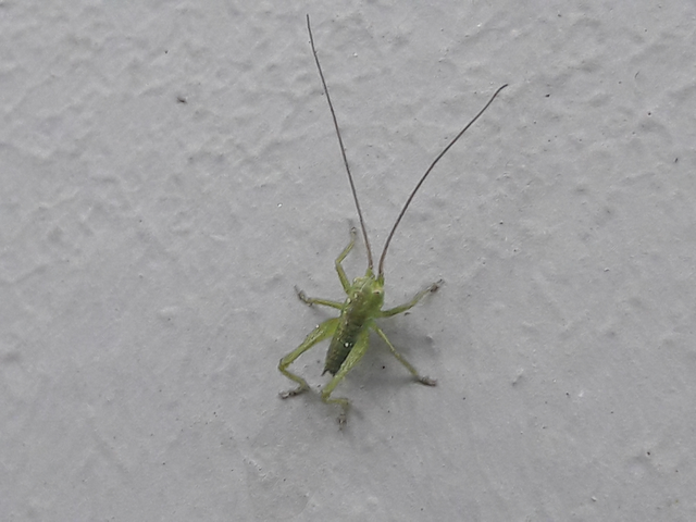 Tettigonia