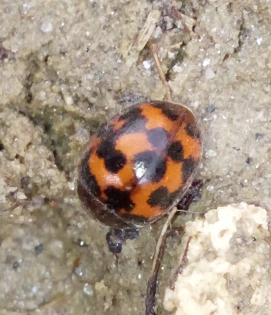 Subcoccinella vigintiquatuorpunctata - lucernaböde