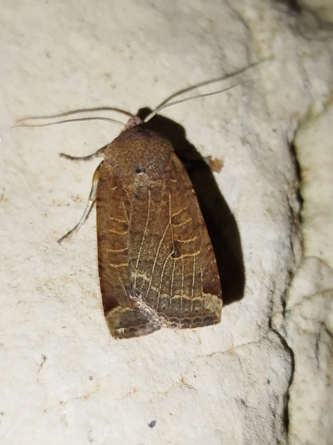 Conistra veronicae - veronika-őszibagoly