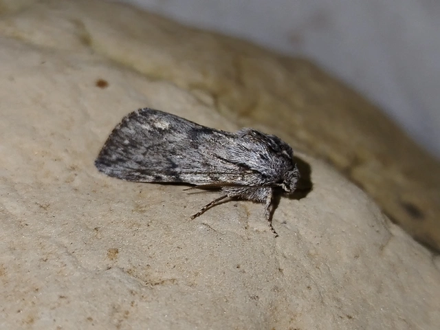 Asteroscopus syriaca decipulae - Kovács bundásbaglya