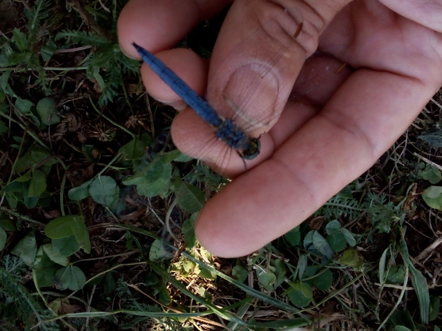 Orthetrum coerulescens - karcsú pásztorszitakötő