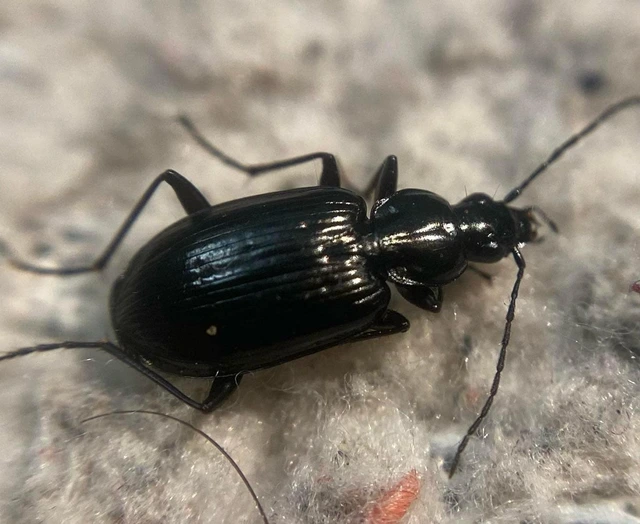 Agonum monachum - sziki kisfutó Agonum monachum - sziki kisfutó