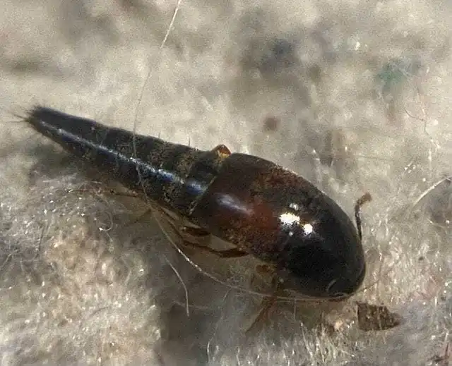Sepedophilus marshami - közönséges pihésholyva Sepedophilus marshami - közönséges pihésholyva