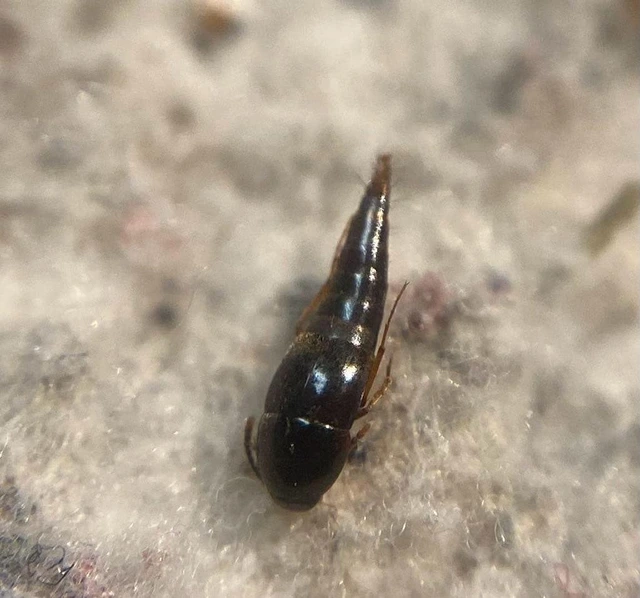 Sepedophilus testaceus - szurokszínű pihésholyva Sepedophilus testaceus - szurokszínű pihésholyva