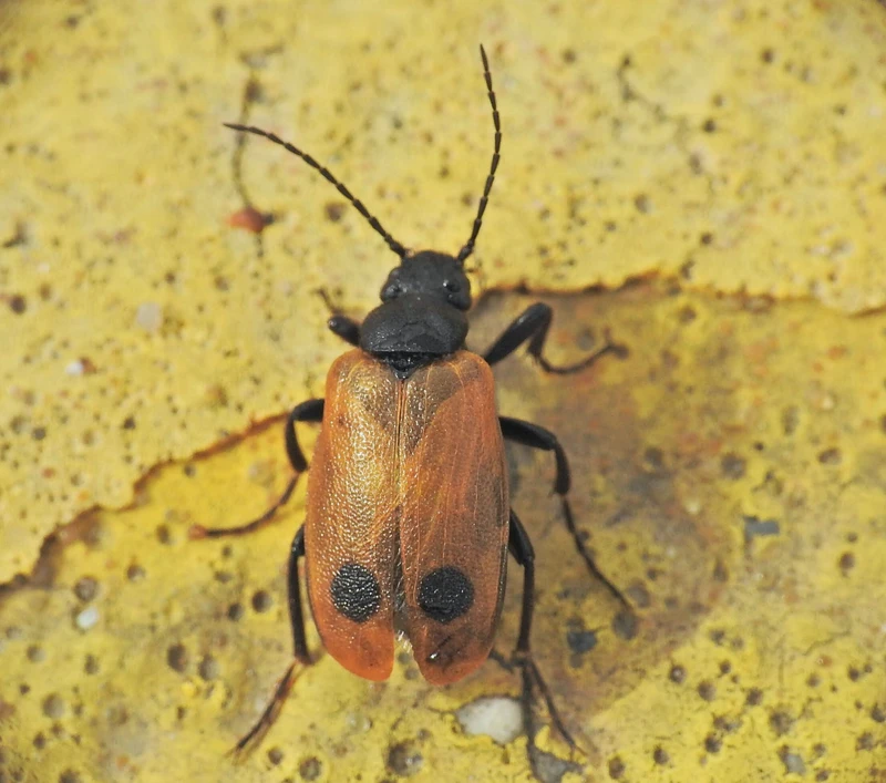 Apalus bimaculatus - kétfoltos élősdibogár