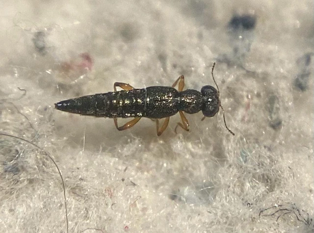 Stenus ochropus - fényes szemesholyva