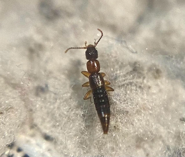 Sunius melanocephalus - feketefarú lombholyva