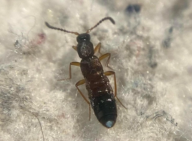 Drusilla canaliculata - közönséges hangyászholyva