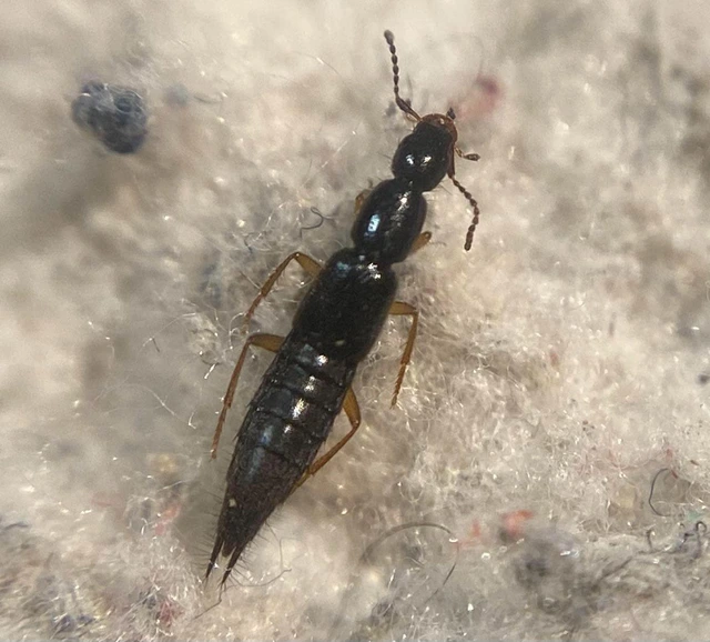 Ochthephilum fracticorne - közönséges posványholyva