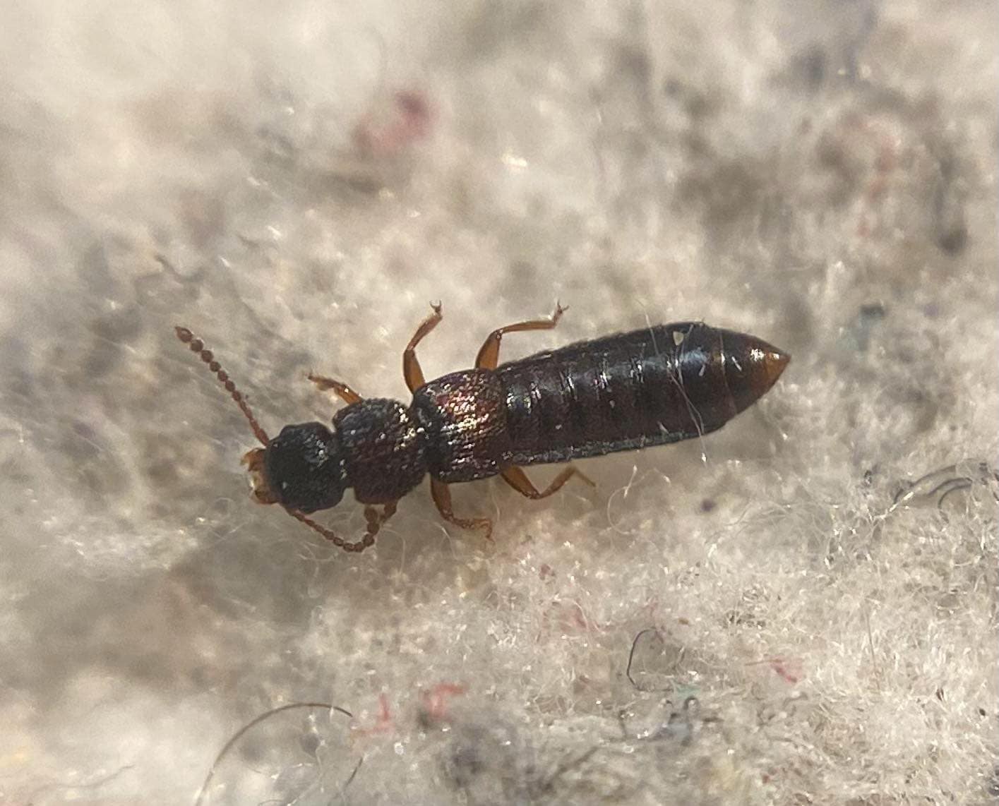 Anotylus rugifrons - recésfejű korhóholyva