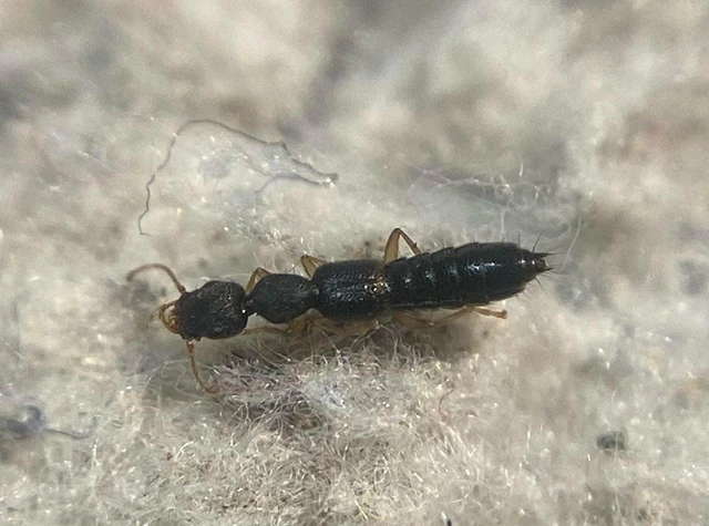 Astenus immaculatus - ligeti köviholyva