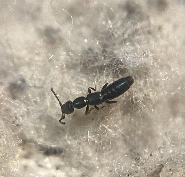 Lathrobium longulum - apró mocsárholyva