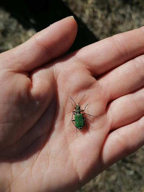 Cicindela campestris - mezei homokfutrinka