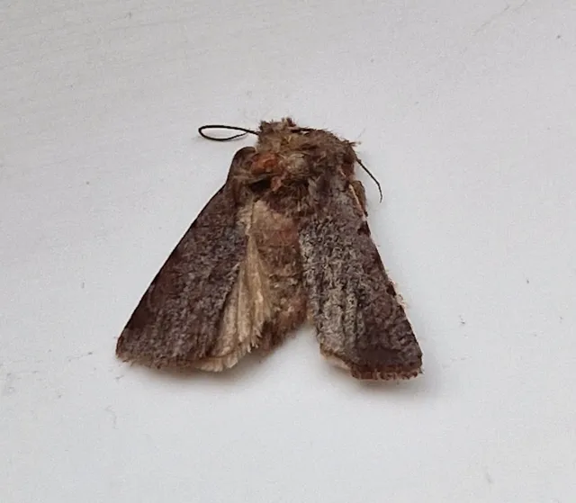 Cerastis rubricosa - vörhenyes tavaszibagoly