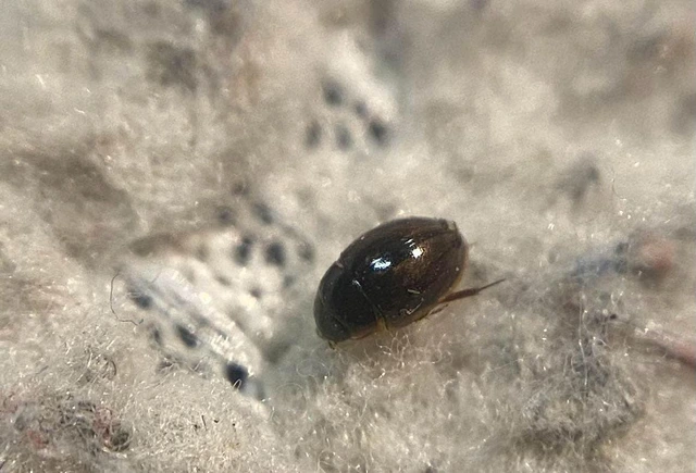 Anacaena limbata - gyakori kerekcsibor