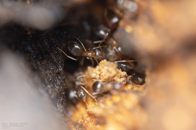 Lasius brunneus - rozsdáshátú feketehangya