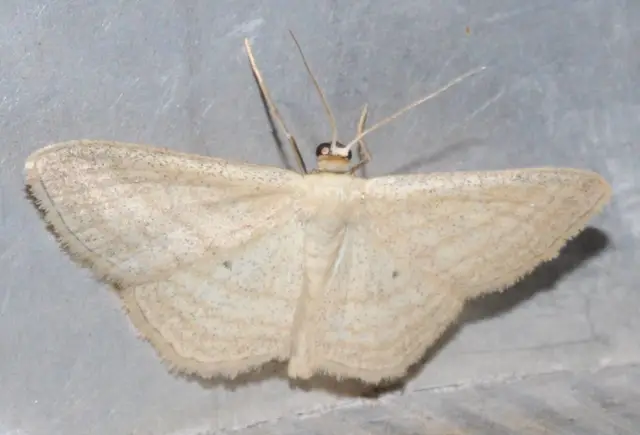 Scopula virgulata - vesszős sávosaraszoló