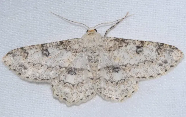 Ascotis selenaria - holdas faaraszoló