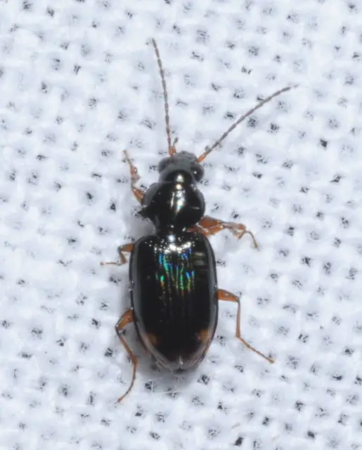 Bembidion inoptatum - kereknyakú gyorsfutó