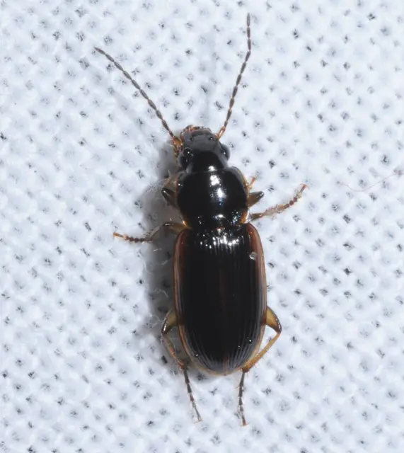 Stenolophus mixtus - közönséges turzásfutó