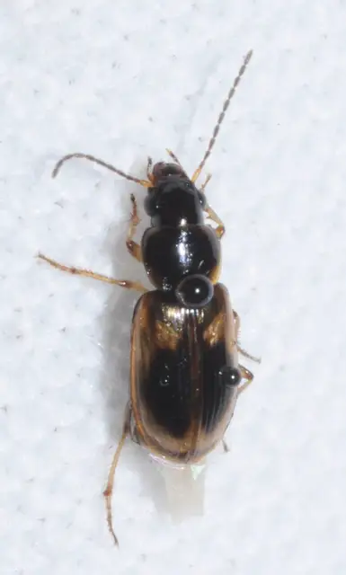 Acupalpus maculatus - vállfoltos törpefutonc