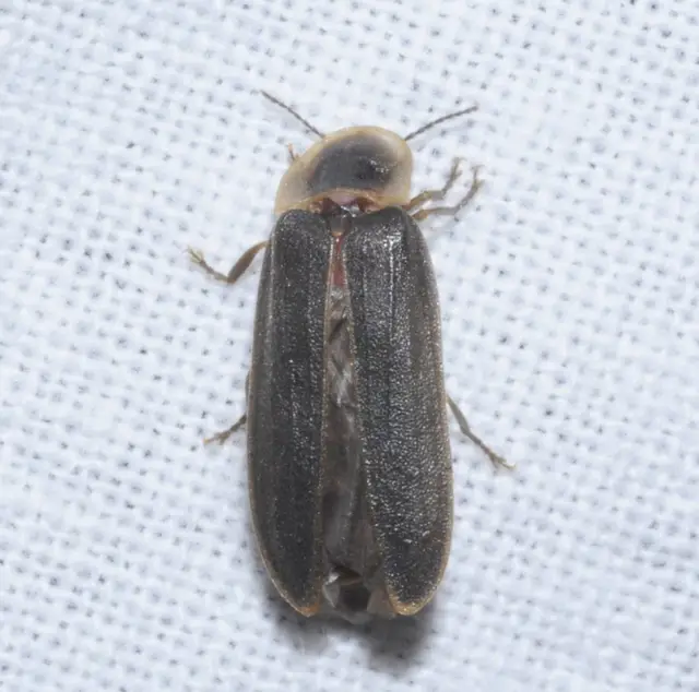 Lampyris noctiluca - nagy szentjánosbogár