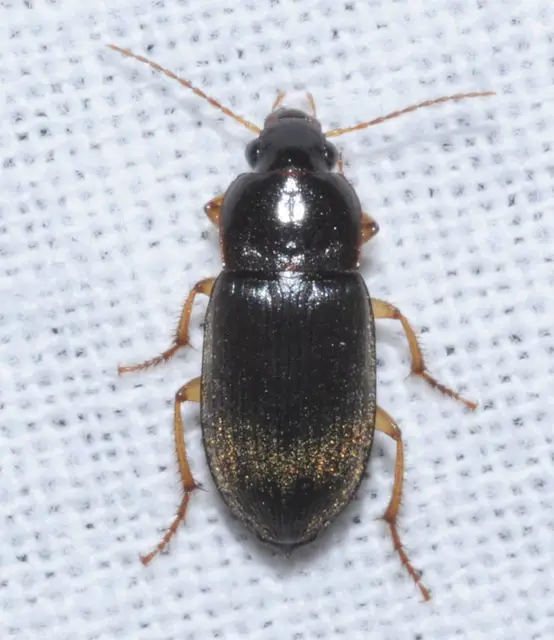 Harpalus griseus - kis selymesfutó