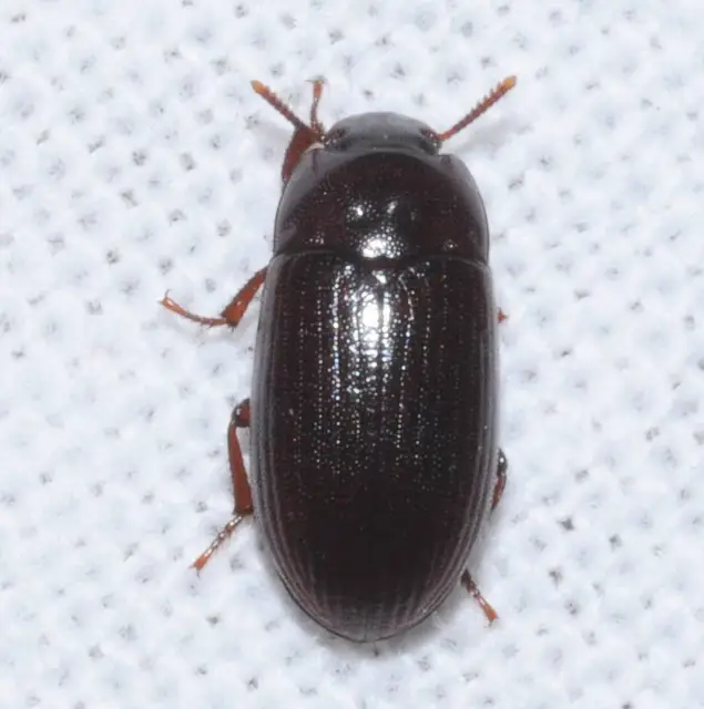 Alphitobius diaperinus