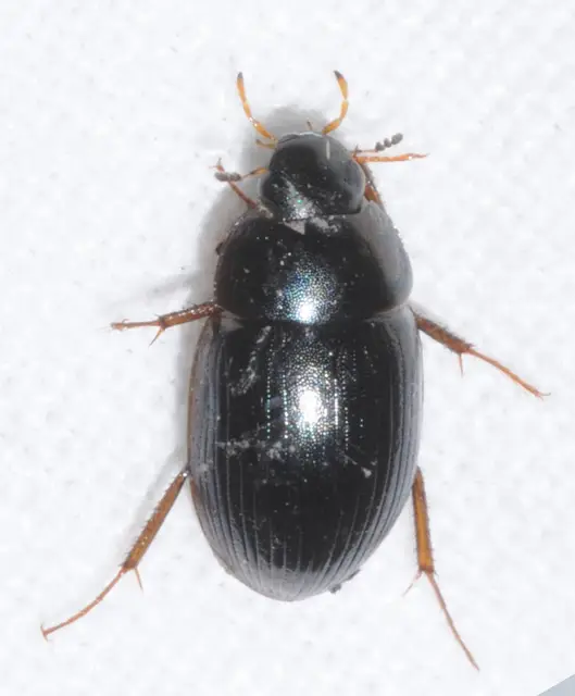 Hydrobius