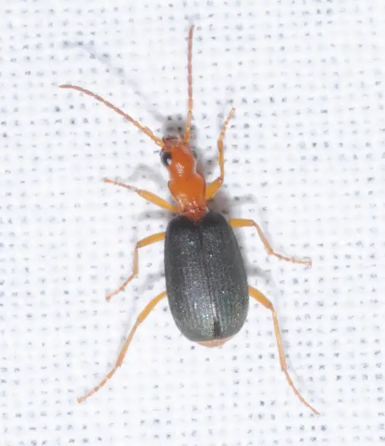 Brachinus elegans - mezei pöfögőfutó