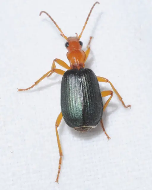 Brachinus ejaculans - bordás pöfögőfutó