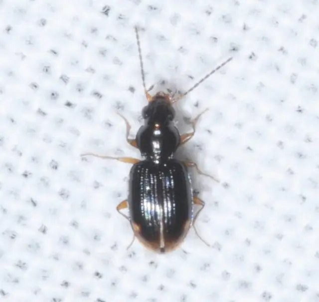 Bembidion assimile - kis gyorsfutó (Bembidion assimile)