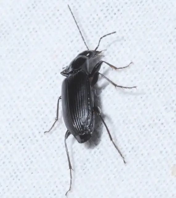 Agonum lugens - mocsári kisfutó Agonum lugens - mocsári kisfutó