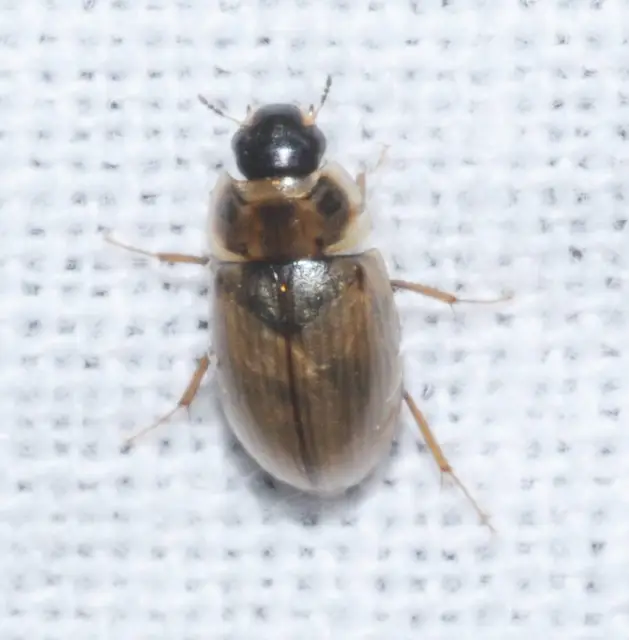 Enochrus quadripunctatus - négypettyes fakócsibor