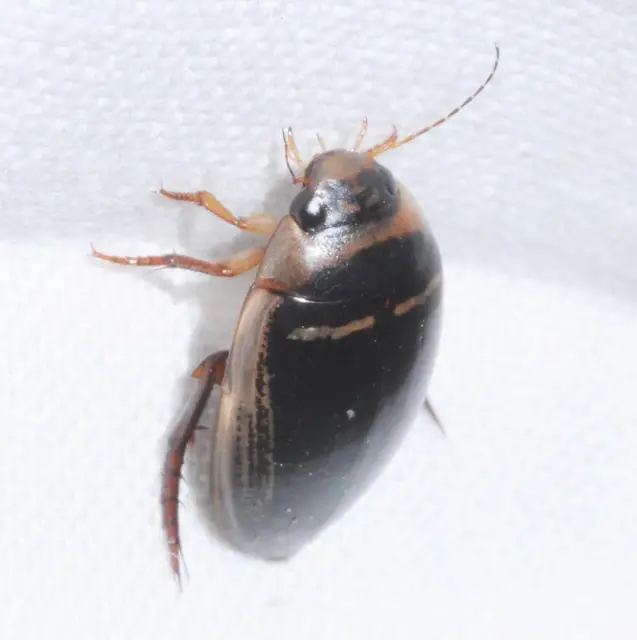 Hydaticus transversalis - harántsávos mocsáricsíkbogár