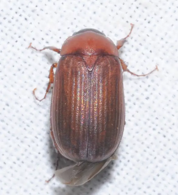 Serica brunnea - homoki kiscserebogár