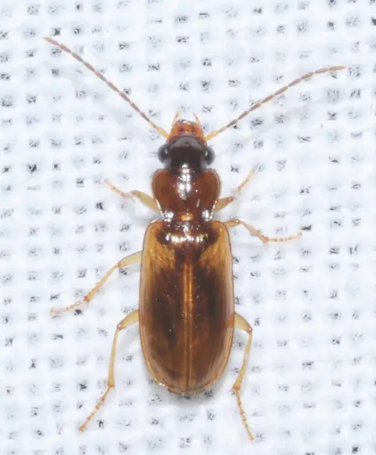 Anthracus consputus - nyerges kisdedfutó