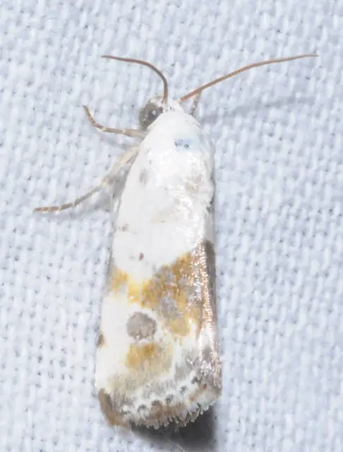 Ponometia candefacta - parlagfűbagoly