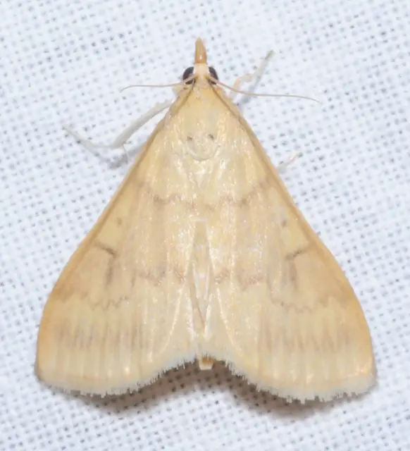 Ostrinia nubilalis - kukoricamoly