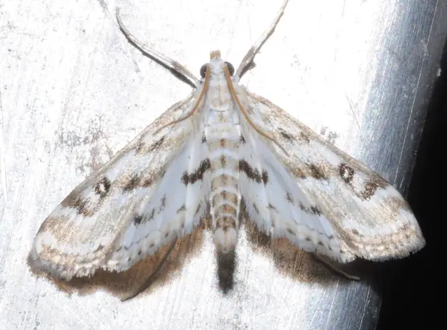 Parapoynx stratiotata - közönséges vízimoly