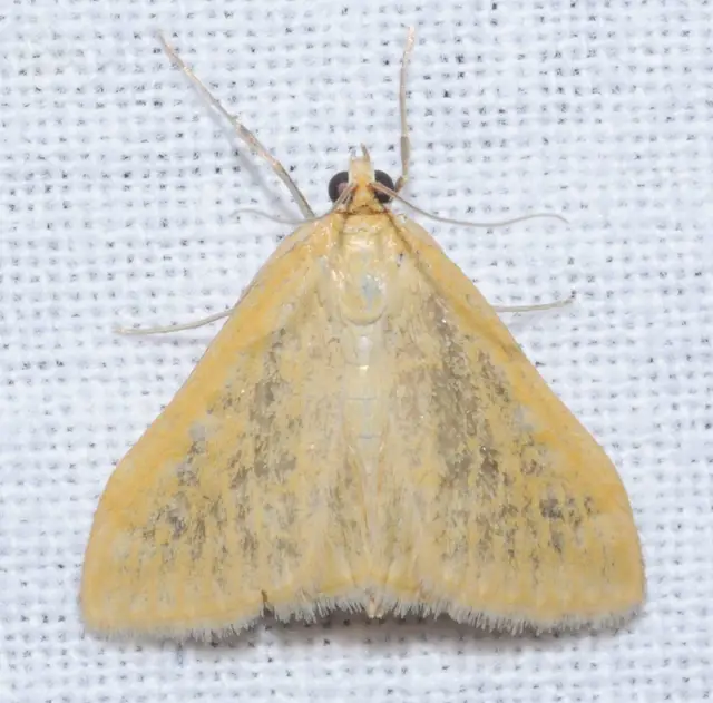 Sitochroa verticalis - világossárga dudvamoly