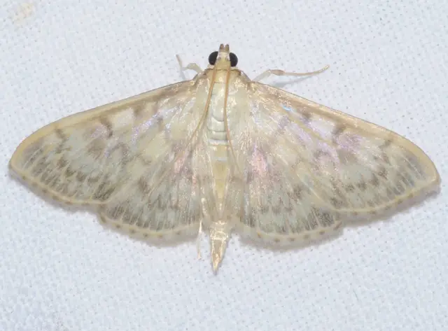 Patania ruralis - csalánevő tűzmoly