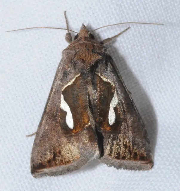 Macdunnoughia confusa - cseppfoltos ezüstbagoly