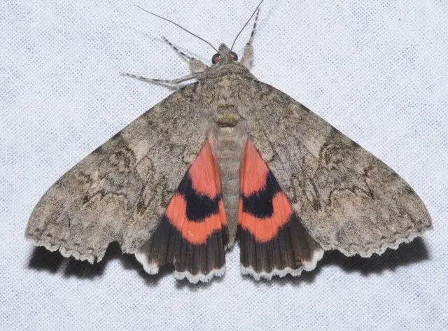 Catocala nupta - piros övesbagoly