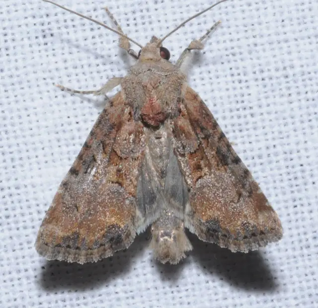 Mesoligia furuncula - kétszínű dudvabagoly