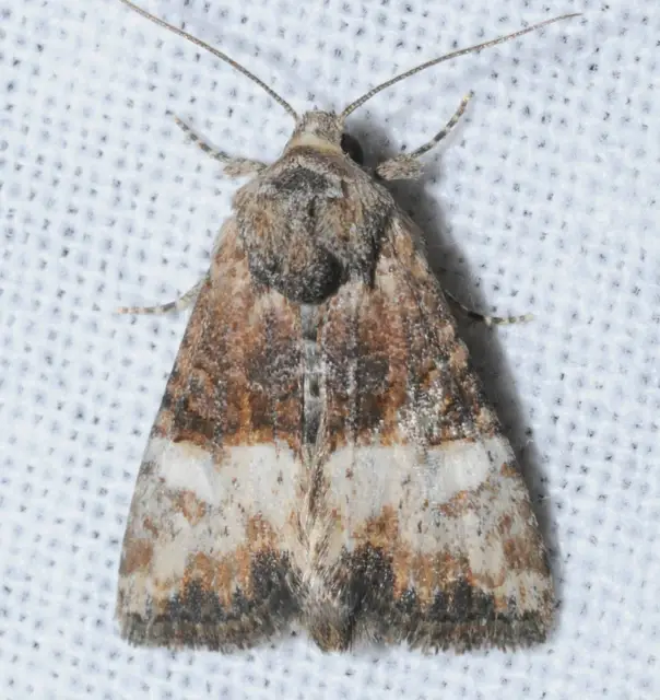 Mesoligia furuncula - kétszínű dudvabagoly